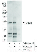 Rabbit anti-ORC1 Antibody, Affinity Purified Powered by Bethyl Laboratories, Inc.
