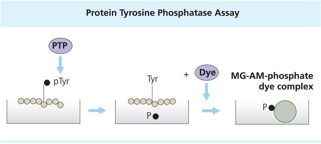 Protein Tyrosine Phosphatase (PTP) Assay Kit, Non-Radioactive sufficient for 96&#160;reactions