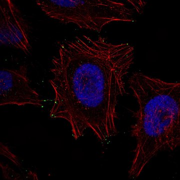 Monoclonal Anti-MYO10 antibody produced in mouse Prestige Antibodies&#174; Powered by Atlas Antibodies, clone CL8994, purified immunoglobulin, buffered aqueous glycerol solution