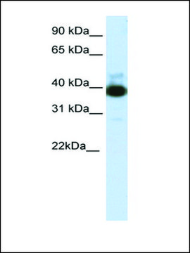 Anti-TTC19 (AB2) antibody produced in rabbit IgG fraction of antiserum