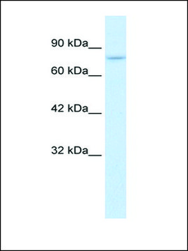 Anti-PIAS2 (AB2) antibody produced in rabbit IgG fraction of antiserum