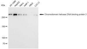 KD-Validated Anti Chromodomain helicase DNA binding protein 3 Antibody, clone 23GB1305, Rabbit Monoclonal clone 23GB1305, recombinant rabbit monoclonal, expressed in HEK293 cells