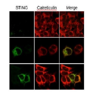 Anti-STING Antibody, clone S17G2C4B7 clone S17G2C4B7, from mouse