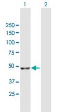 Anti-NADK antibody produced in mouse purified immunoglobulin, buffered aqueous solution