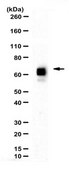 Anti-Bile salt-activated lipase Antibody serum, from rabbit