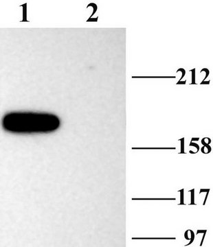 Anti-Caspr2 Antibody Chemicon&#174;, from rabbit