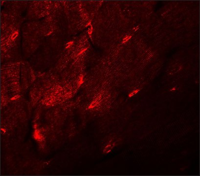 Anti-TMEM38A antibody produced in rabbit affinity isolated antibody, buffered aqueous solution