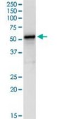 Anti-LDHD antibody produced in rabbit purified immunoglobulin, buffered aqueous solution