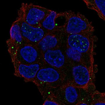 Anti-GRASP antibody produced in rabbit Prestige Antibodies&#174; Powered by Atlas Antibodies, affinity isolated antibody