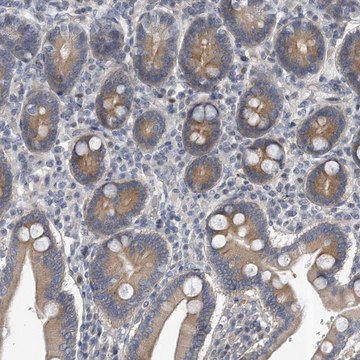 Anti-PCDH8 antibody produced in rabbit Prestige Antibodies&#174; Powered by Atlas Antibodies, affinity isolated antibody, buffered aqueous glycerol solution