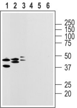 Anti-Purinergic Receptor P2Y14 (extracellular) antibody produced in rabbit affinity isolated antibody, lyophilized powder