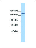 Anti-PLEKHH2 antibody produced in rabbit affinity isolated antibody