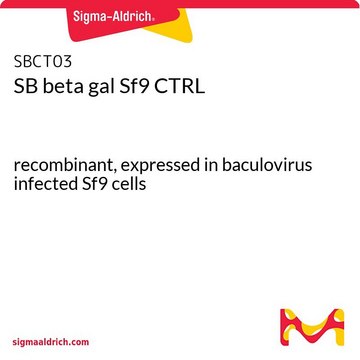 SB beta gal Sf9 CTRL recombinant, expressed in baculovirus infected Sf9 cells