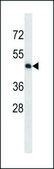 ANTI-MOUSE MAP2K5 (C-TERM) antibody produced in rabbit IgG fraction of antiserum, buffered aqueous solution