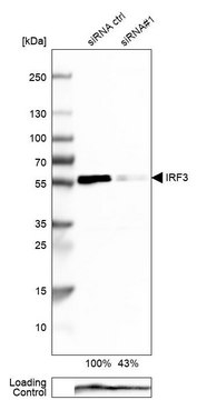 Anti-IRF3 antibody produced in rabbit Prestige Antibodies&#174; Powered by Atlas Antibodies, affinity isolated antibody, buffered aqueous glycerol solution