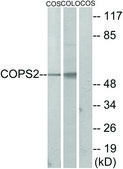 Anti-COPS2 antibody produced in rabbit affinity isolated antibody