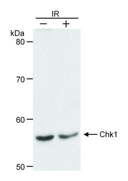 Goat anti-Chk1 Antibody, Affinity Purified