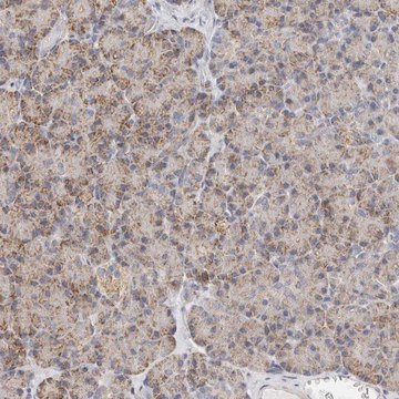 Anti-AFDN antibody produced in rabbit Prestige Antibodies&#174; Powered by Atlas Antibodies, affinity isolated antibody, buffered aqueous glycerol solution, ab4