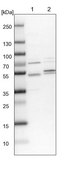 Anti-KPTN antibody produced in rabbit Prestige Antibodies® Powered by Atlas Antibodies, affinity isolated antibody, buffered aqueous glycerol solution