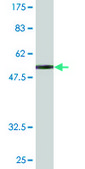 Monoclonal Anti-HLA-DQB2 antibody produced in mouse clone 4C3, purified immunoglobulin, buffered aqueous solution
