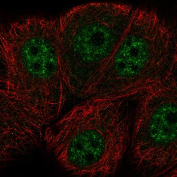 Anti-ERCC8 antibody produced in rabbit Prestige Antibodies&#174; Powered by Atlas Antibodies, affinity isolated antibody