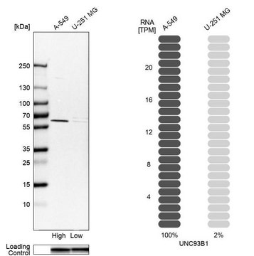 Anti-UNC93B1 antibody produced in rabbit Prestige Antibodies&#174; Powered by Atlas Antibodies, affinity isolated antibody