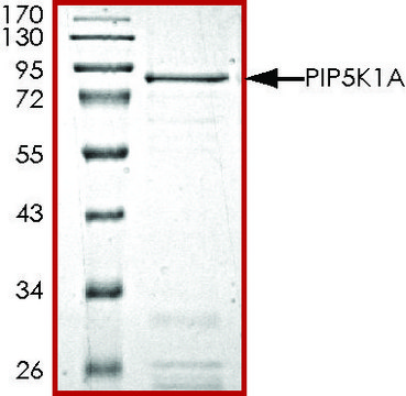 PIP5K1A, active, GST tagged human PRECISIO&#174;, recombinant, expressed in baculovirus infected Sf9 cells, &#8805;70% (SDS-PAGE), buffered aqueous glycerol solution