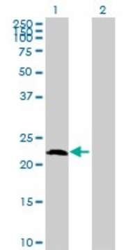 Anti-AMELX antibody produced in mouse purified immunoglobulin, buffered aqueous solution