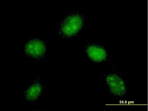 Monoclonal Anti-DYDC1 antibody produced in mouse clone 1B11, purified immunoglobulin, buffered aqueous solution