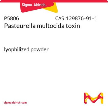 Pasteurella multocida toxin lyophilized powder