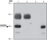 Anti-HOXD9 antibody produced in rabbit ~1.0 mg/mL, affinity isolated antibody