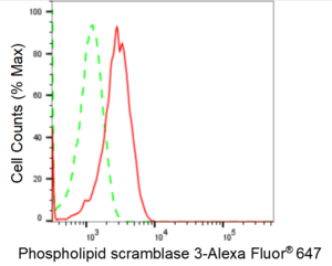 KD-Validated Anti Phospholipid Scramblase 3 Antibody, clone 24GB1345, Rabbit Monoclonal clone 24GB1345, recombinant rabbit monoclonal, expressed in HEK293 cells