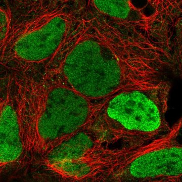 Anti-KDM5C antibody produced in rabbit Prestige Antibodies&#174; Powered by Atlas Antibodies, affinity isolated antibody