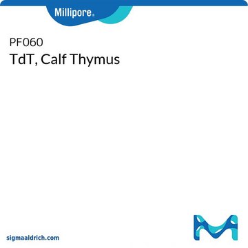 TdT, Calf Thymus