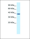 Anti-NUCB2 (AB2) antibody produced in rabbit IgG fraction of antiserum