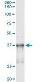 Monoclonal Anti-NKX2-5 antibody produced in mouse clone 4B11, purified immunoglobulin, buffered aqueous solution