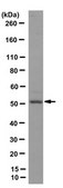 Anti-TNFα Receptor Antibody, clone 13F9.1 clone 13F9.1, from mouse