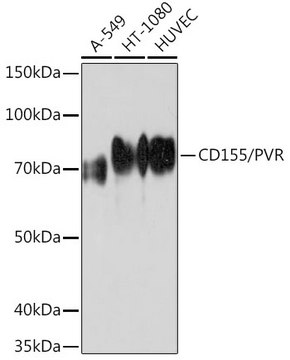 Anti-CD155/PVR Antibody, clone 8A9R1, Rabbit Monoclonal