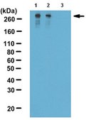 Anti-phospho MAP1B (Thr1265) Antibody from rabbit, purified by affinity chromatography