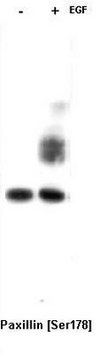 Anti-Paxillin Antibody, phospho-specific [Ser178] Chemicon&#174;, from rabbit