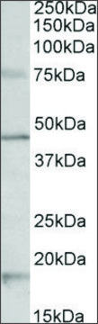 Anti-Htr1a antibody produced in goat affinity isolated antibody, buffered aqueous solution