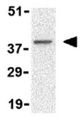 Anti-BFL-1 Antibody from rabbit, purified by affinity chromatography