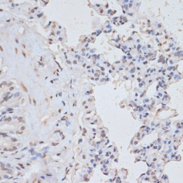 Anti-Phospho-MAPK3-Y204 antibody produced in rabbit