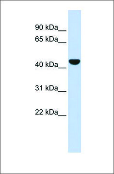 Anti-KRT19 (ab1) antibody produced in rabbit affinity isolated antibody