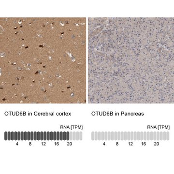 Anti-OTUD6B antibody produced in rabbit Prestige Antibodies&#174; Powered by Atlas Antibodies, affinity isolated antibody, buffered aqueous glycerol solution, Ab2