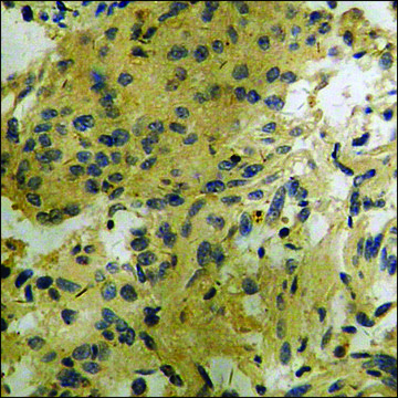 Anti-phospho-CDC25B (pSer353) antibody produced in rabbit affinity isolated antibody