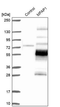 Anti-MFAP1 antibody produced in rabbit Prestige Antibodies&#174; Powered by Atlas Antibodies, affinity isolated antibody, buffered aqueous glycerol solution