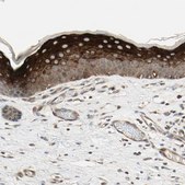 Anti-SVBP antibody produced in rabbit Prestige Antibodies® Powered by Atlas Antibodies, affinity isolated antibody, buffered aqueous glycerol solution