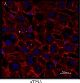 Monoclonal Anti-ATP9A antibody produced in mouse clone 3G2, purified immunoglobulin, buffered aqueous solution