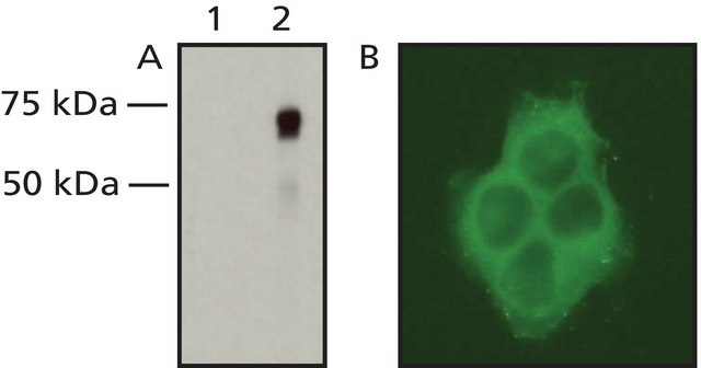 Anti-Raf-1/c-Raf antibody, Mouse monoclonal clone RNP1, purified from hybridoma cell culture